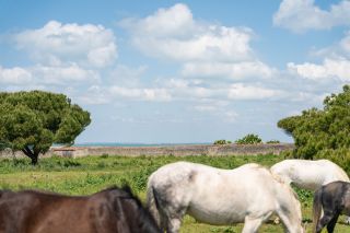 maison de prestige 11 Pièces en vente sur ST MARTIN DE RE (17410)