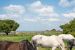 prestigious house 11 Rooms for sale on ST MARTIN DE RE (17410)