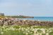 prestigious house 4 Rooms for sale on ST MARTIN DE RE (17410)